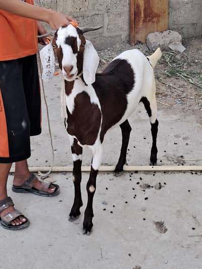 TAPRA BAKRA FOR SALE 2 DAANT KHASI  CONTACT 03140340663 50 final hai