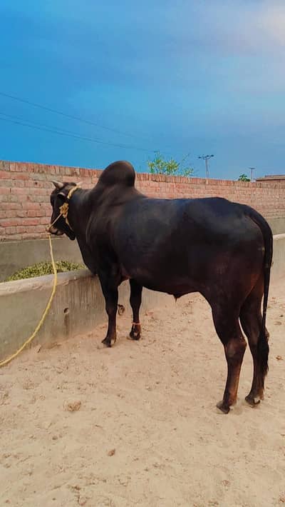 VERY BEAUTIFUL FULL brown