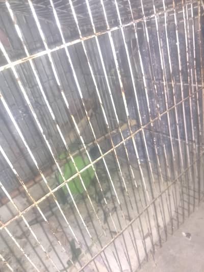 parrots male ha rabta nmbr urgent seel karna ha 0349 0766966