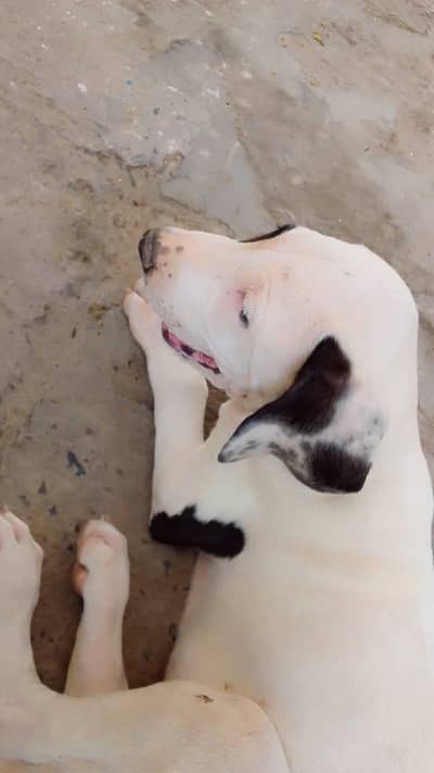 Bully Dog