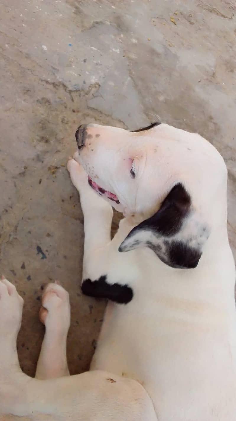 Bully Dog 0