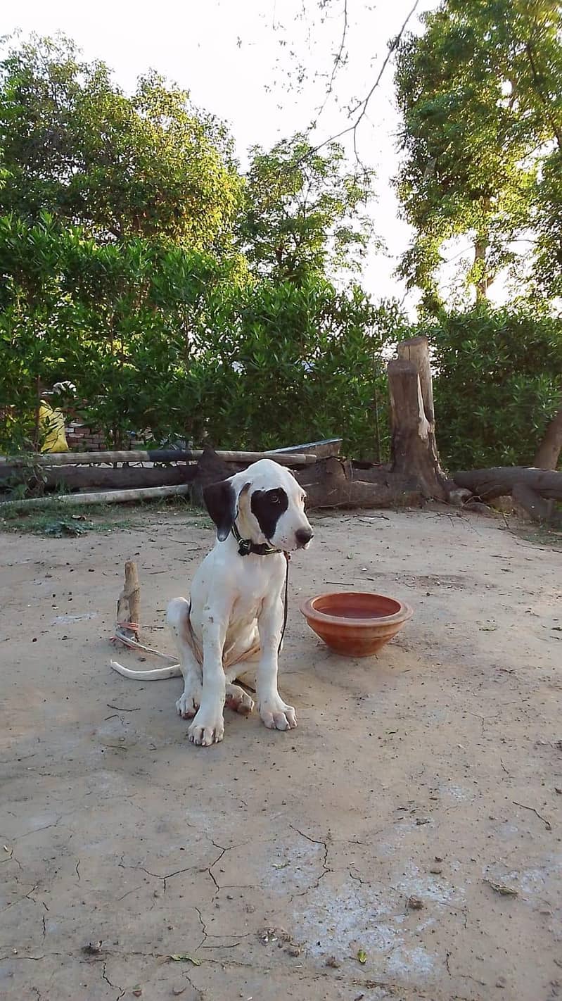 Bully Dog 1