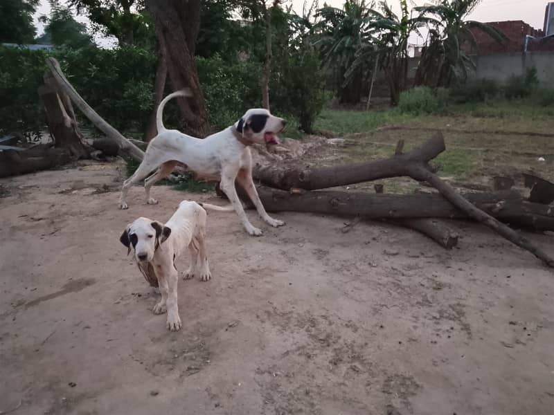 Bully Dog 3