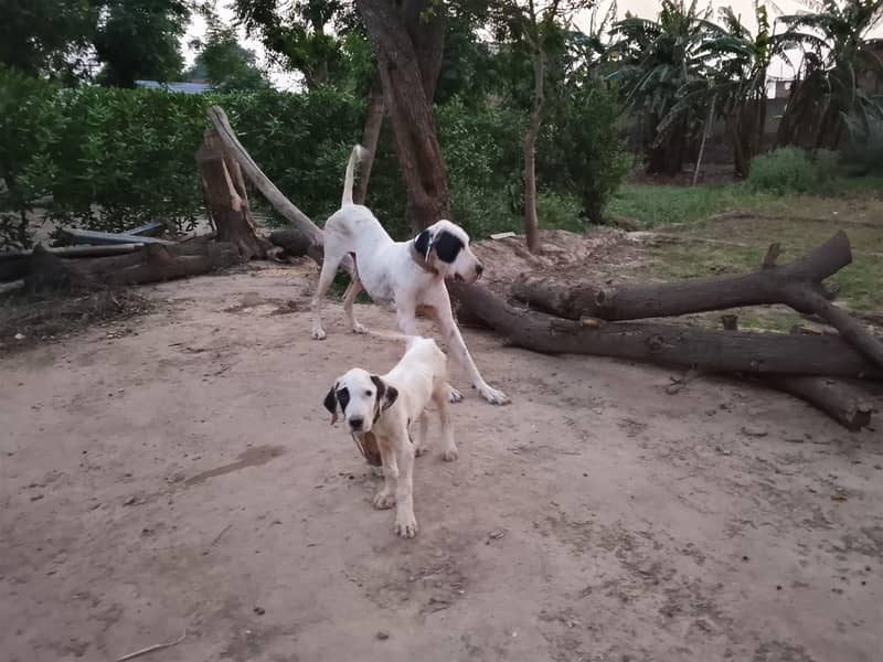 Bully Dog 4