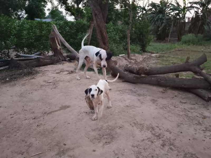 Bully Dog 5
