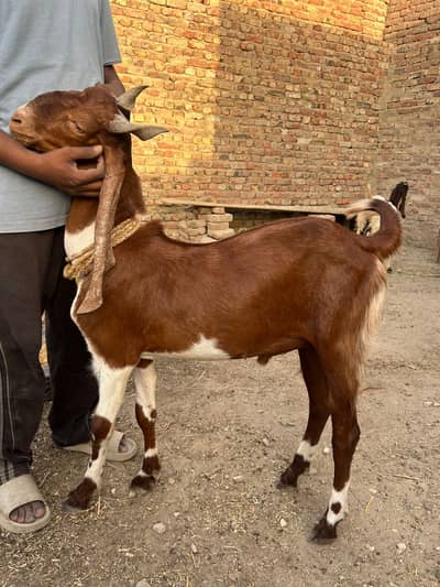 Goats
