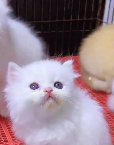 Persian cat for sale my WhatsApp number  03703659905