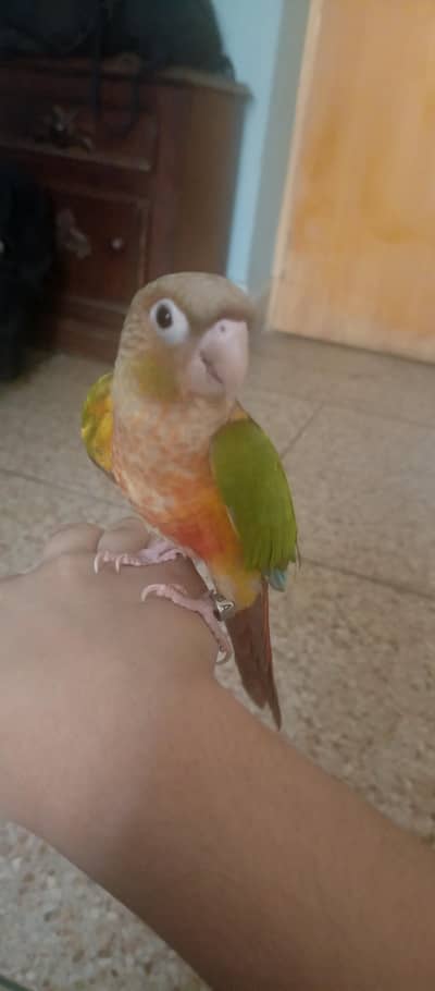 Pineapple conures hand tamed high red factor yellow sided