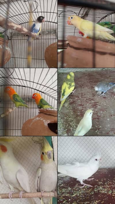 Birds Available for sale