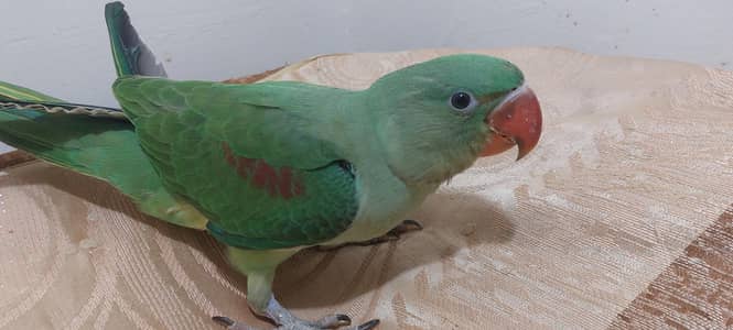 Raw parrot pair 135 days chick for sale