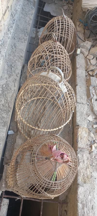 Chakoor 4 Cages چکور کے 4 پنجرے
