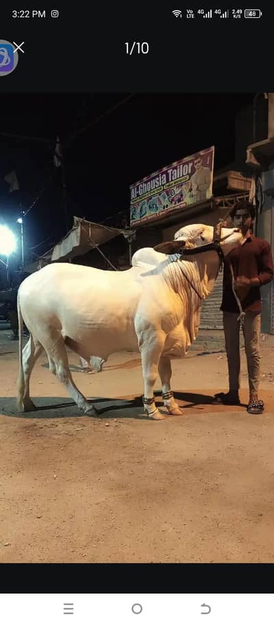 for sale WhatsApp number : 03112043460