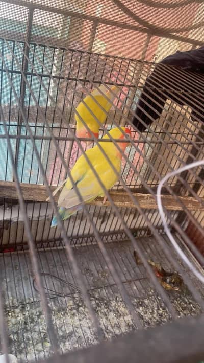 love birds