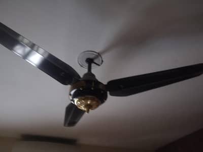 pak fan belvin fan