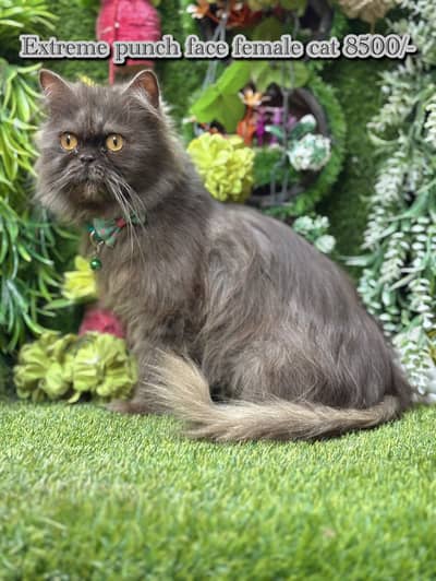 persian cats on reasonable prices