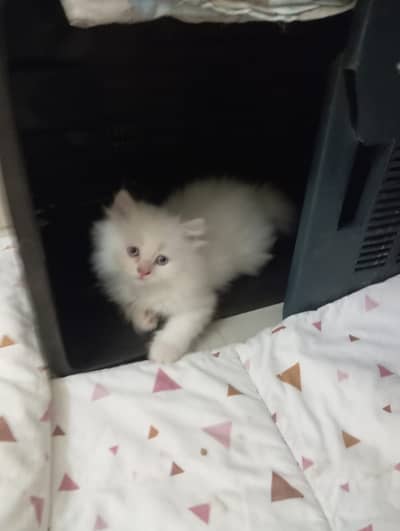 Blue eyes kitten for sale