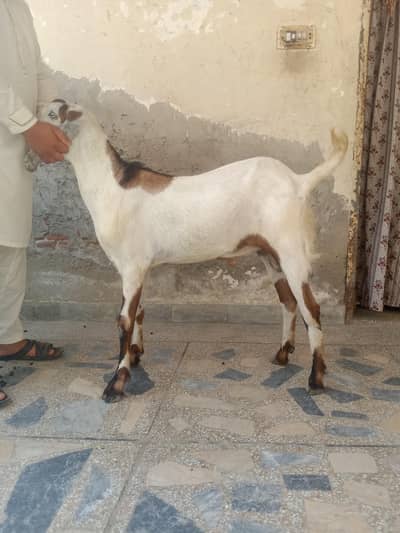 Desi ba2kr3a hai for sale.  dha phase 8 lahore
