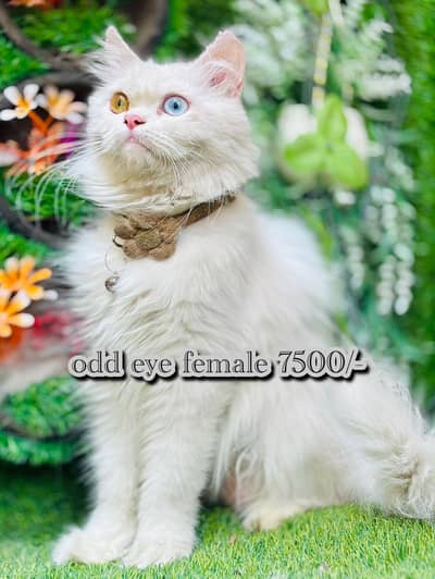 Persian cats  on  reasonbel rates