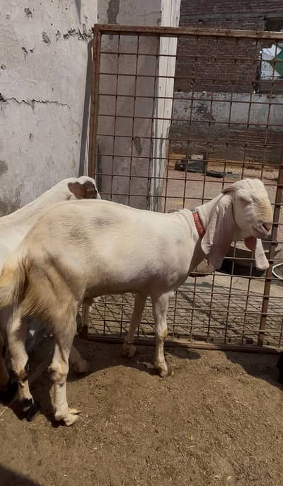 Rajanpur bakra for eid