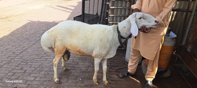 dunba for sale