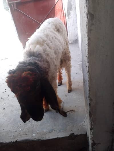 chatra for sale with reasonable price