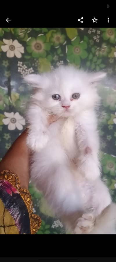 white male kitten for sale