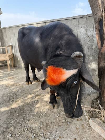 Male buffalo for sale