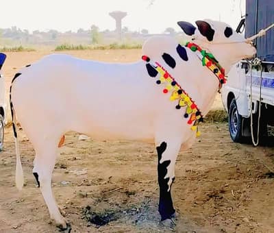 Bull For sale 03155072016