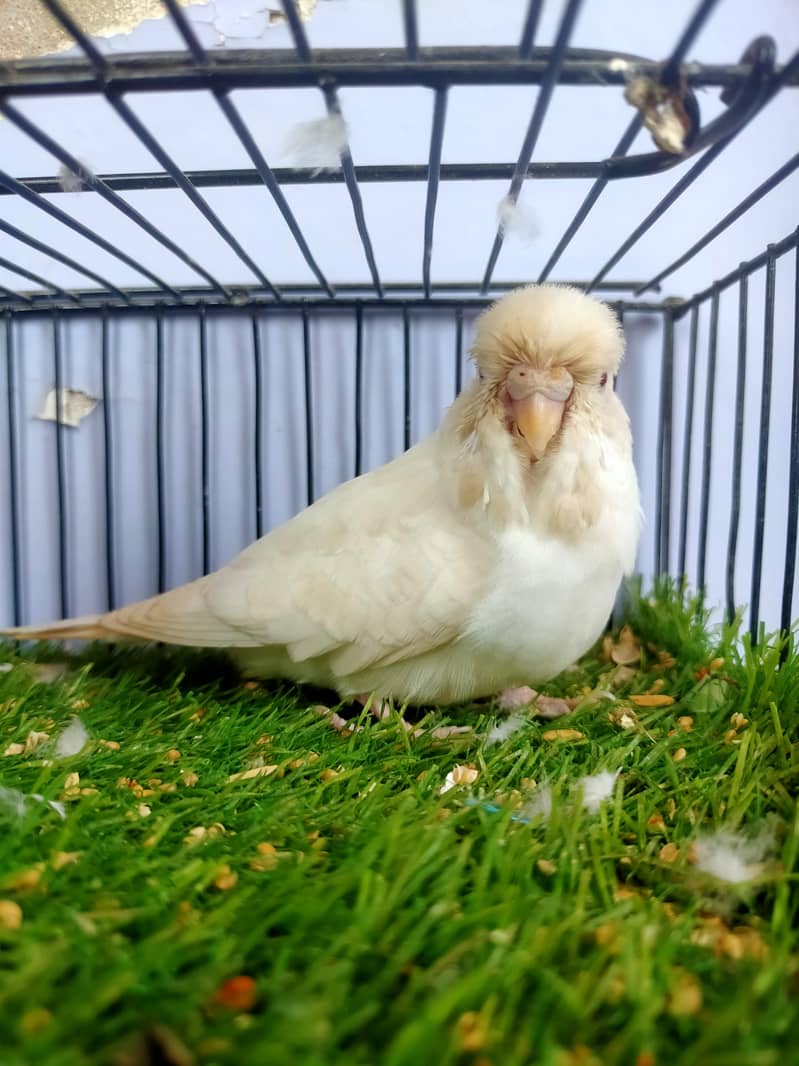 Budgies Undersize 0