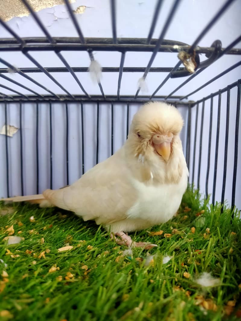 Budgies Undersize 1