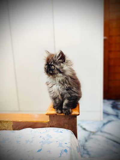 Persian Peke Male 3 months  Whatsapp or call