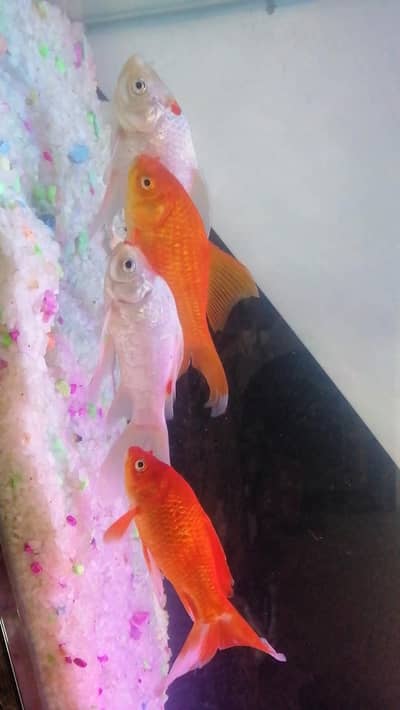 Comet Gold Fish