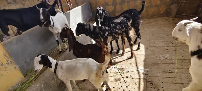 Goats Avalible For Qurbani