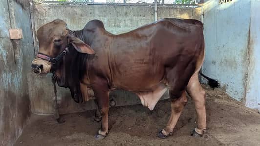 Bachra | 2 Dant Bachra | Bull For Sale | Bachra | Qurbani bull | Heavy