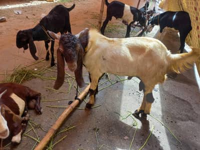 Hando Bakra