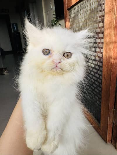 bht pyara active kitten hai
