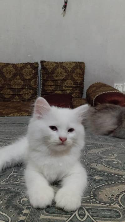 white Persian kittens