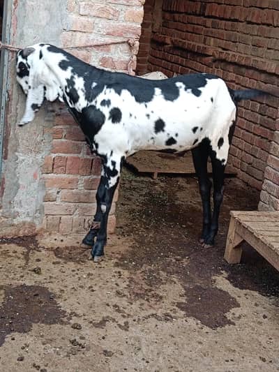 Desi goat | Beetal goat | Qurbani 2026 | بکرا
