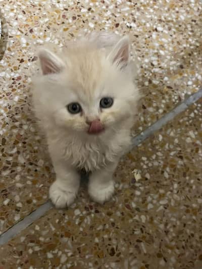 persain kitten