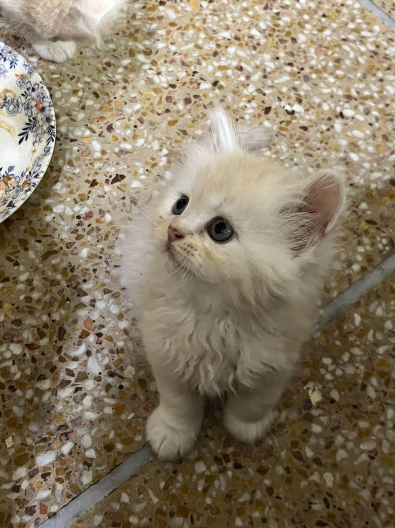 persain kitten 1