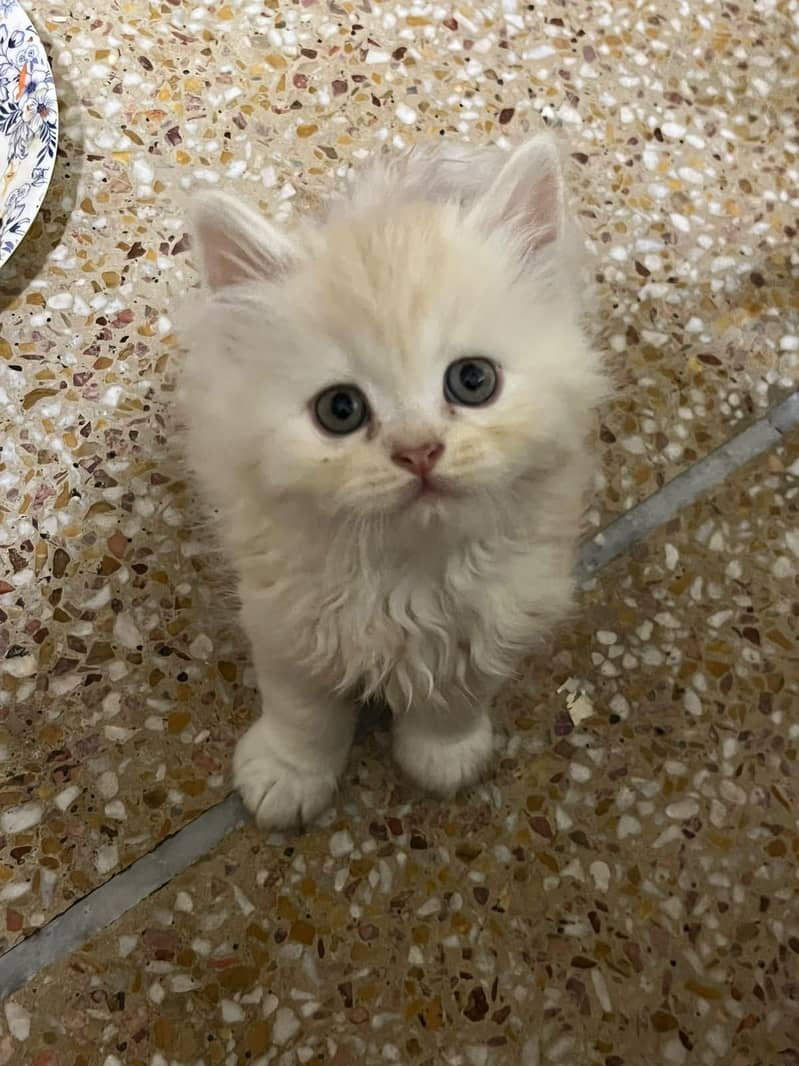 persain kitten 2