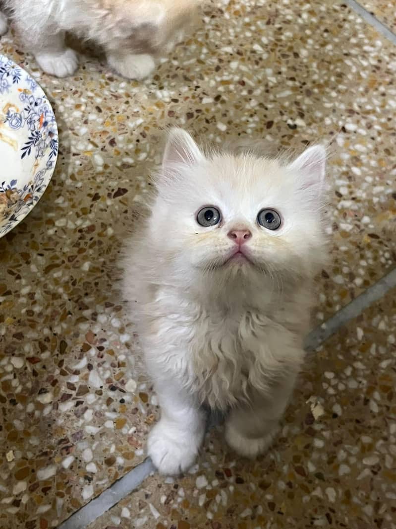 persain kitten 3