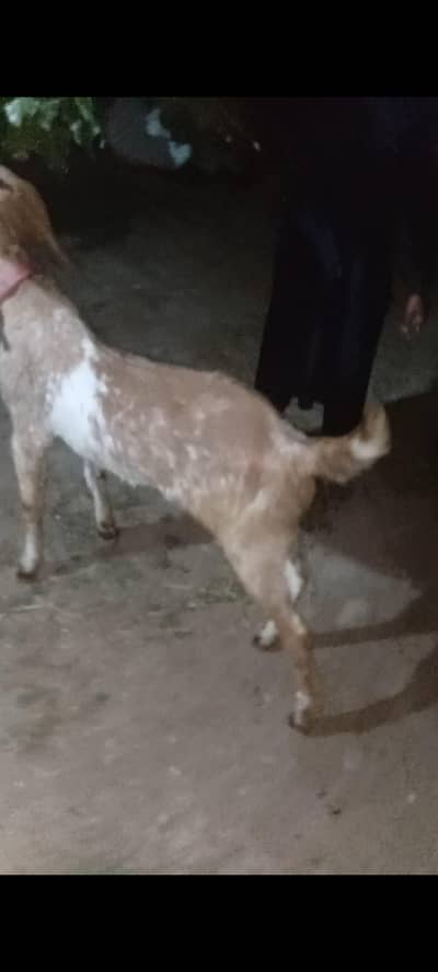 Qurbani ka 2 Dant Bakra | 70,000 | azakhel bala nowshera