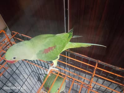 raw parrots o bite m for sale 03054636833