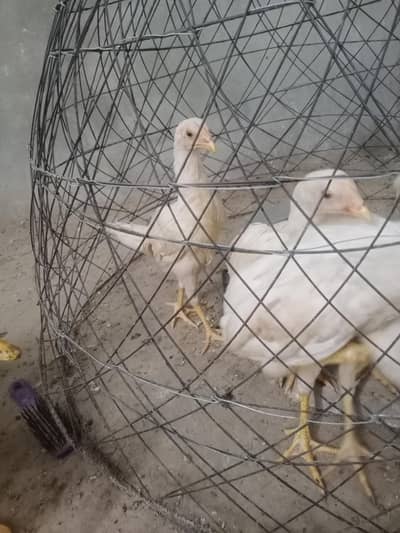 Masshallah Pure aseel Heera Chicks Healthy and active