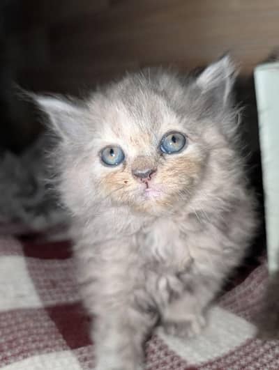 Persian cat 3 mah ki hy active and healdhy kaig sath NH hy wo 10000ka