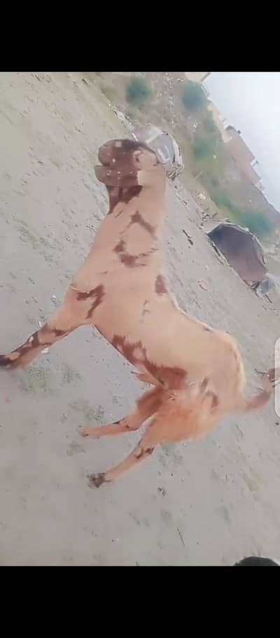 bakra nagra