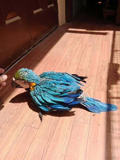 Blue & Gold Macaw , Grey Partot, Cockatoo
