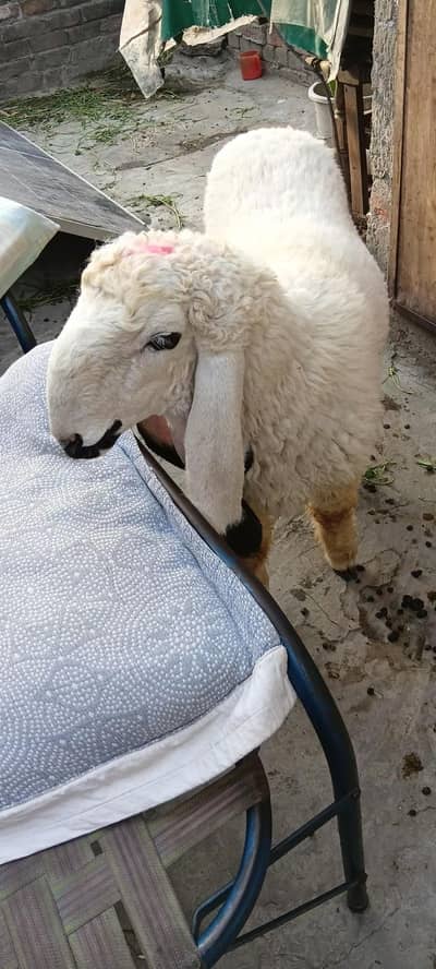 baqra / chatra qurbani