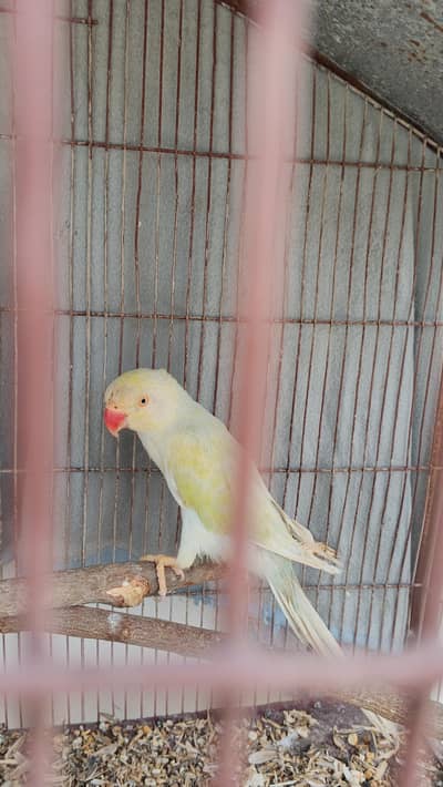 rainbow ringneck female